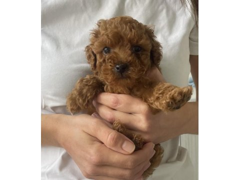 Tea Cup Toy Poodle