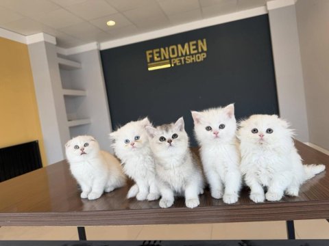 En Güzel Brıtısh Shorthair Yavruları Renk Renk Ankara