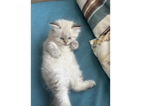 1.5 Aylık Mavi Gözlü British Longhair Yavru