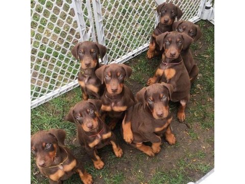 Sağlık Ve Irk Garantili Kızıl Dobermanlar