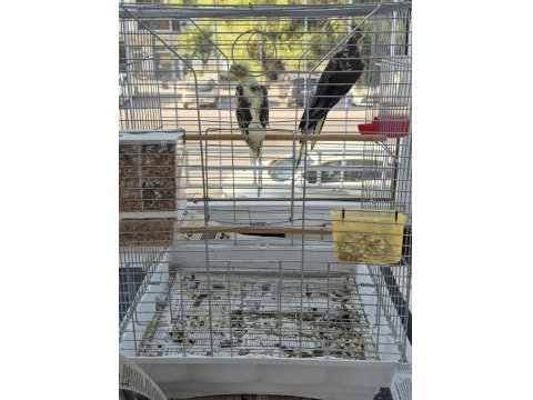 Full + Full Evcil Sadık Çift Dost Sultan Papağanı