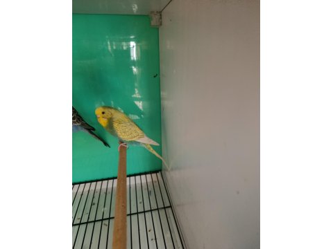 Rainbow Yavruya Hazır Muhabbet Kuşu