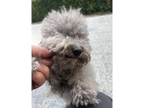 3 Yaşında Dişi Silver Poodle