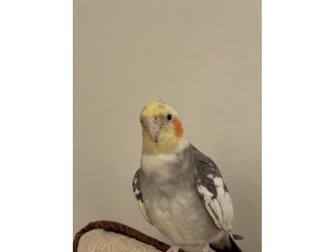 Erkek Evcil Sultan Papağanı