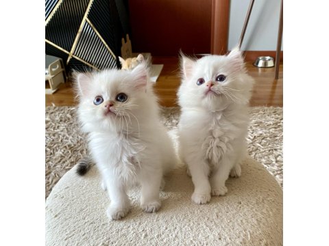 Şecereli British Longhair Blh Ny1133 Erkek