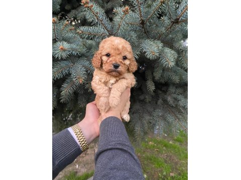 Muhteşem Renk Maltipoo Bebekler