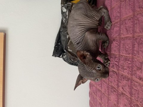 Kanada Sfenks Yavrularımız