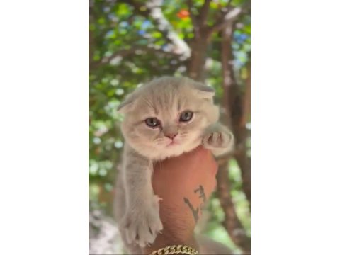 Scottish Fold Bebeklerimiz Teslime Hazırdır