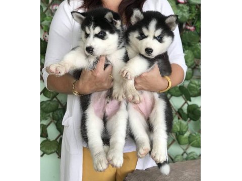 Sevimli Husky (Sibirya Kurdu) Yavruları