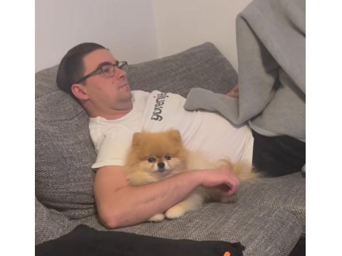 1 Yaşında Kadayıf Pomeranian İyi Aileden