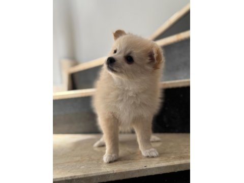 Pomeranian Spitz Sevimli Dost