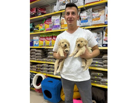 Golden Retriever Adrese Teslim Ve Kapıda Ödeme Mevcuttur