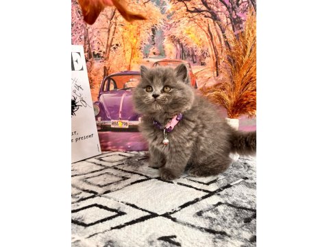 Show Kalitede Yavrular Yuva Arıyor