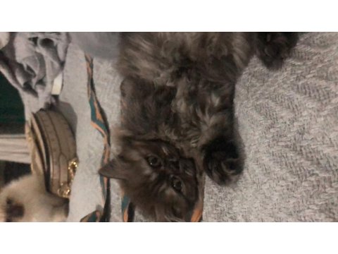 3 Aylık Dişi Yavru Kedimiz