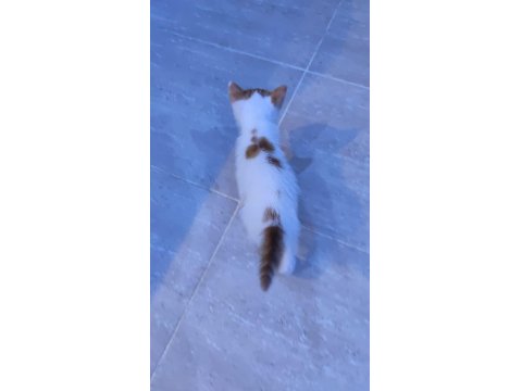 Yavru Kedilerimiz Ömürlük Sahiplerini Arıyor