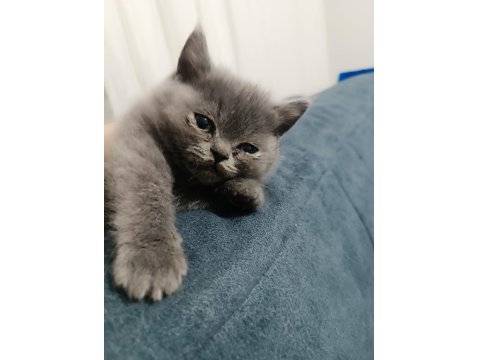 Dost Canlısı British Shorthair