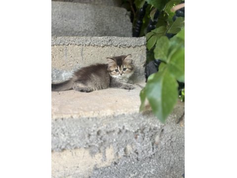 British Longhair 2 Aylık