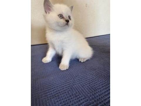 British Shorthair Pamuklarımız Yeni Yuvalarını Arıyor