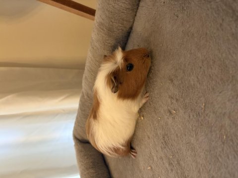 Yeni Guinea Pig Yavrularımıza Aile Olmak İster Misiniz?