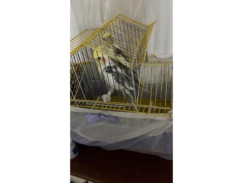 3 Adet Sultan Papağanı Var Cinsiyet Bilinmiyor