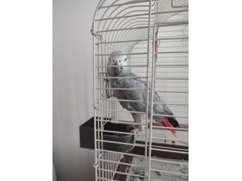 Red Factor Jako Papağanı