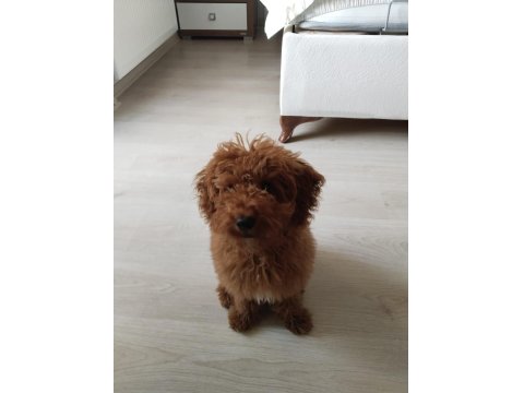 4,5 Aylık Aşıları Tam Toy Poodle