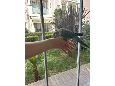 16 Aylık Full Evcil Konuşan Pudra Mavisi Monk Papağanı