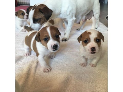 Jack Russell Yavru Köpekler