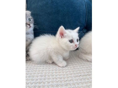 Kedilerimizi Sahiplendiriyoruz