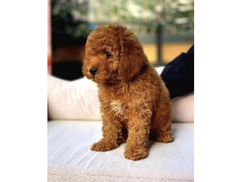 Maltipoo Bebekleri