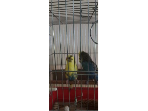 Sağlıklı Muhabbet Kuşu Uyumlu Çift