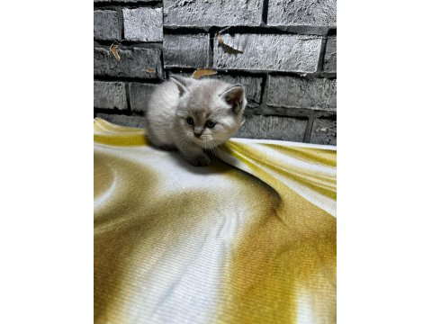 British Shorthair Lynx Point Erkek Kedim