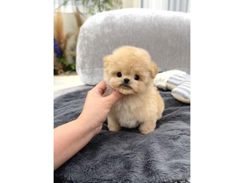 Toy Poodle 2 Aylık Yavrularım