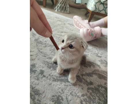 Kedimiz Cookie Yeni Yuvasını Arıyor