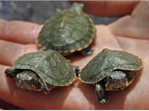 Orjinal Singapur Su Kaplumbağaları Gelmiştir Ankara