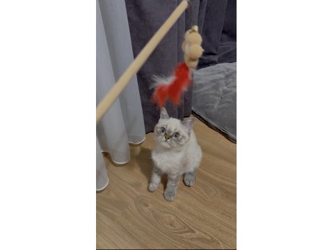 Blue Point Dişi Yavru Kedimiz