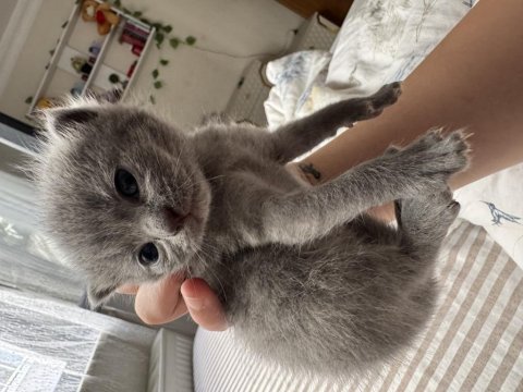 19.04.2025 Doğumlu Scottish Fold Yavrular