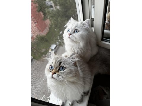 British Longhair Kedilerime Yeni Yuva Arayışındayım