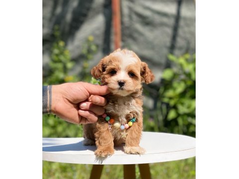 Maltipoo Dişi Köpeğimiz