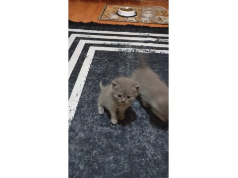 British Yavru Kediler