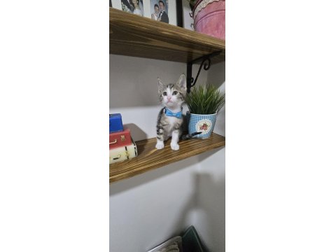 Ücretsiz 2 Aylık Kedilerimi Sahiplendirme