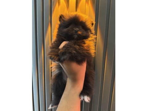 Şeker Pomeranian Bebeklerimiz