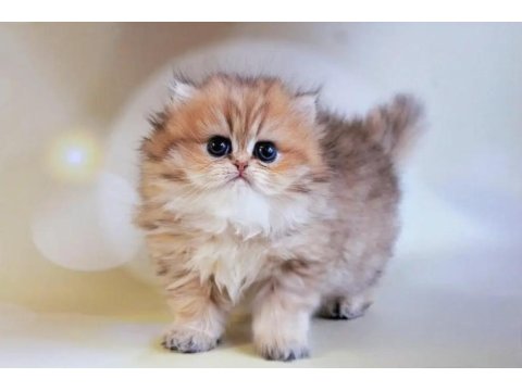 Dikkat Çekici Black Golden British Longhair