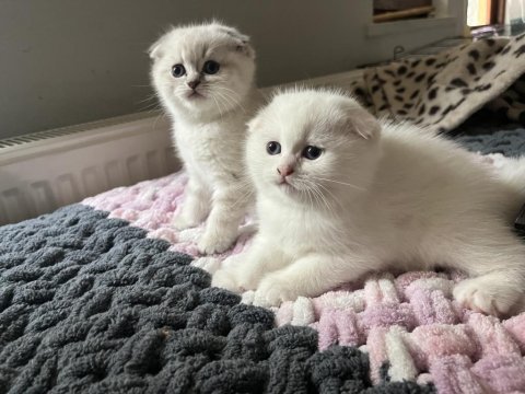 Erkek Scottish Fold Bebekler