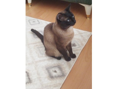 Siyam Cinsi 3 Yaşında Erkek