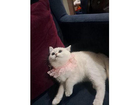 Dünya Güzeli British Shorthair