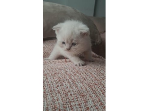 Mavi Gözlü 2 Aylık British Shorthair