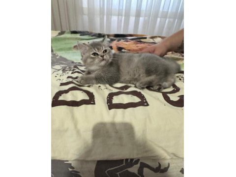 Minik Gri Bulut- 3 Aylık Dişi British Shorthair