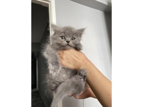 Scottish Yavrularımıza Yuva Arıyoruz