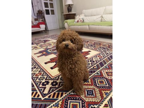Koyu Red Brown Şecereli Poodle